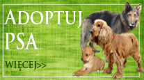 Adopcja zwierząt